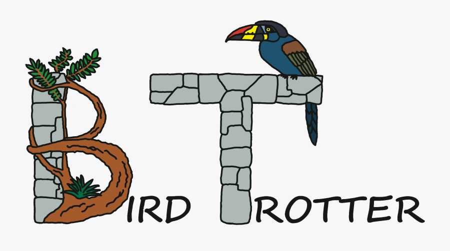 Birdtrotter Budget Birding Ecotours - Piciformes, Transparent Clipart