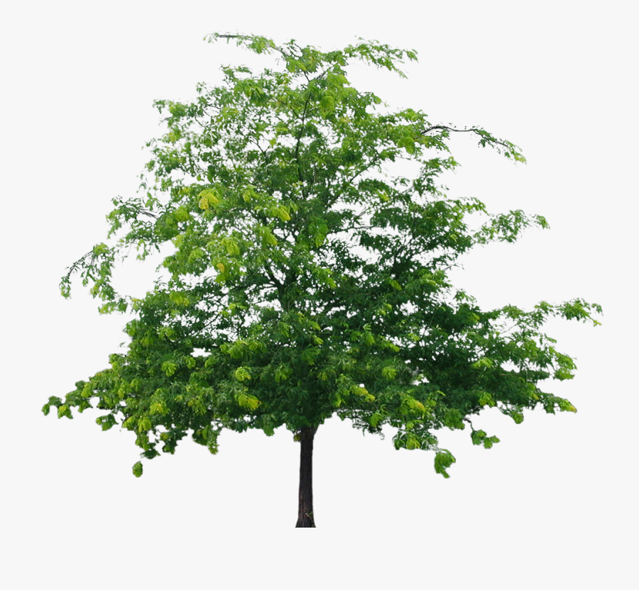 Best Tree Clipart Png - Png File Tree Png, Transparent Clipart