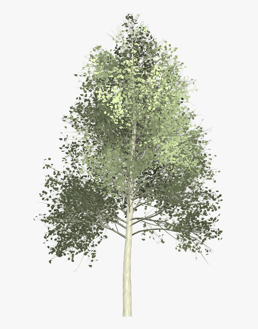 Quaking Aspen Png, Transparent Clipart