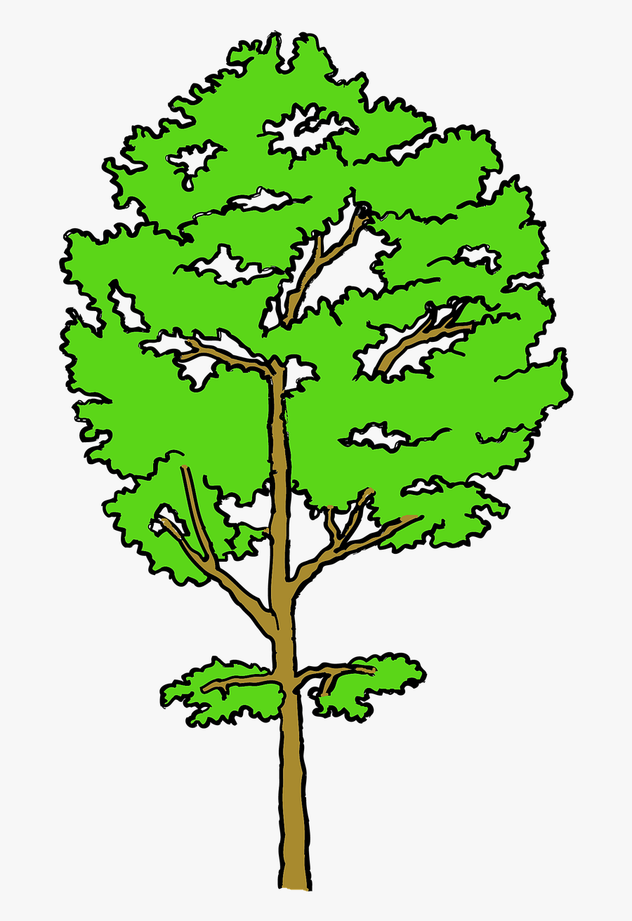 Cottonwood, Transparent Clipart
