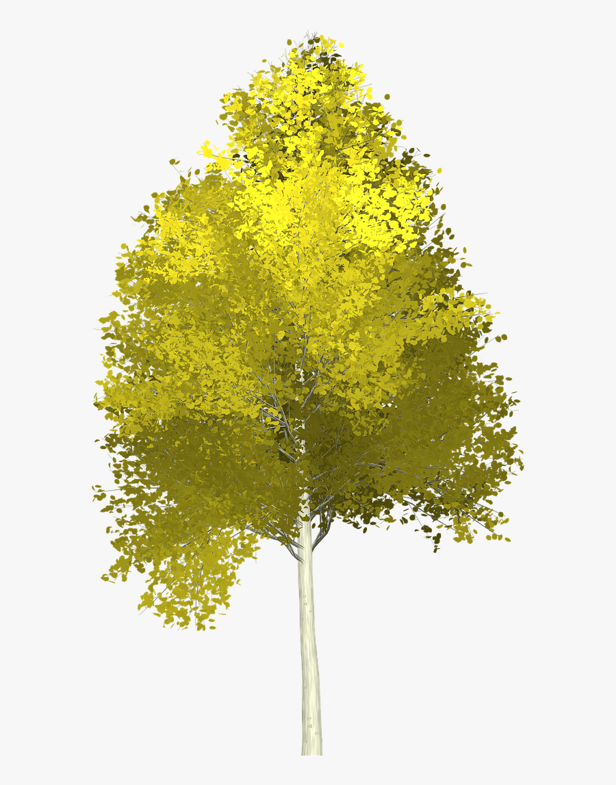 Forest, Aspen, Tree, Painted Tree, Nature, Green - Aspen Tree No Background, Transparent Clipart