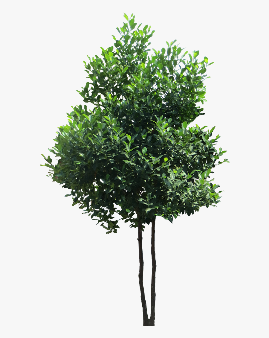 Transparent Evergreen Tree Png - High Resolution Tree Png, Transparent Clipart