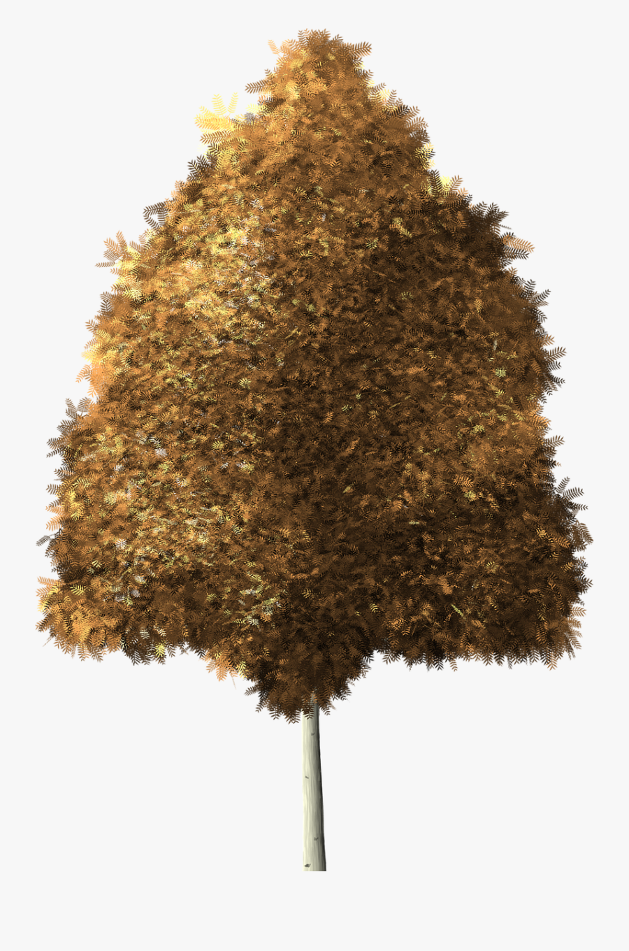 Aspen Tree Quaking Aspen Aspen Png Image - Quaking Aspen Png, Transparent Clipart