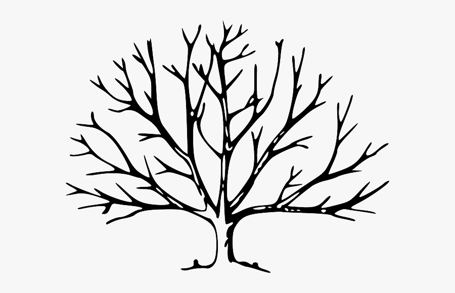 Tree Branches Drawing, Transparent Clipart