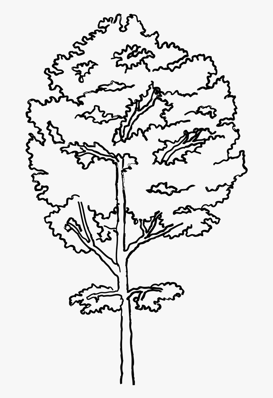 Kavak Ağacı Çizimi, Transparent Clipart