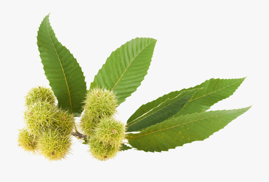 Clip Art Gallbladder Clipart - Almonds Leaf Png, Transparent Clipart