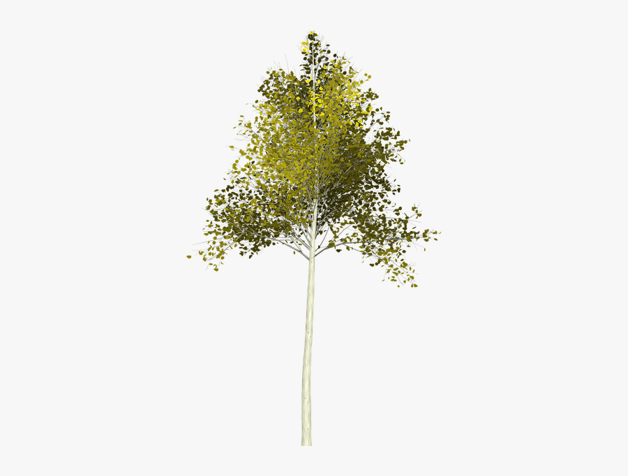 Young Tree Png, Transparent Clipart