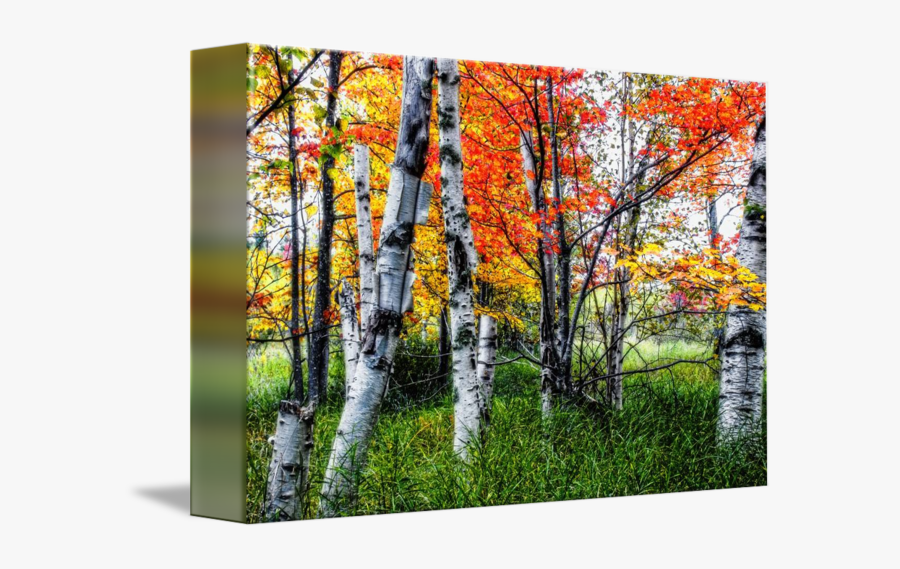 Clip Art Fall Birch Trees - Grove, Transparent Clipart