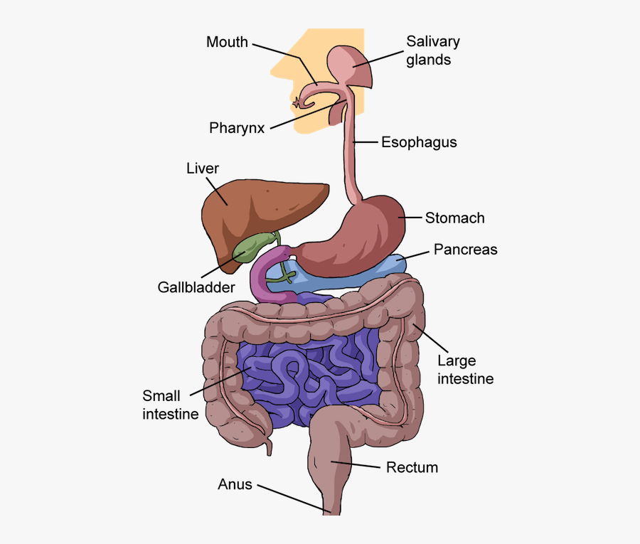 Liver Clipart Body Organ System - Part Of The Alimentary Canal, Transparent Clipart