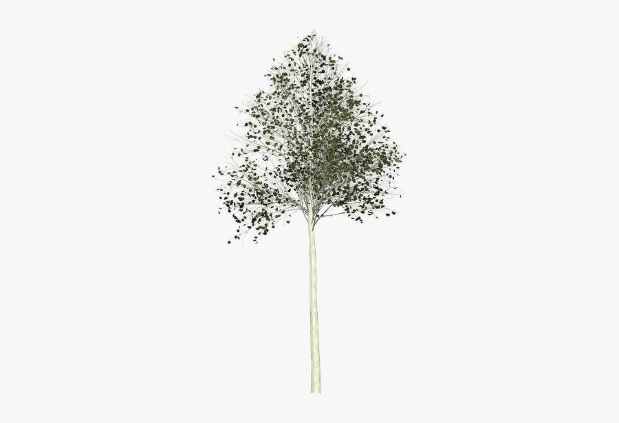Aspen, Tree, Painted Tree, Nature, Green - Plane-tree Family, Transparent Clipart
