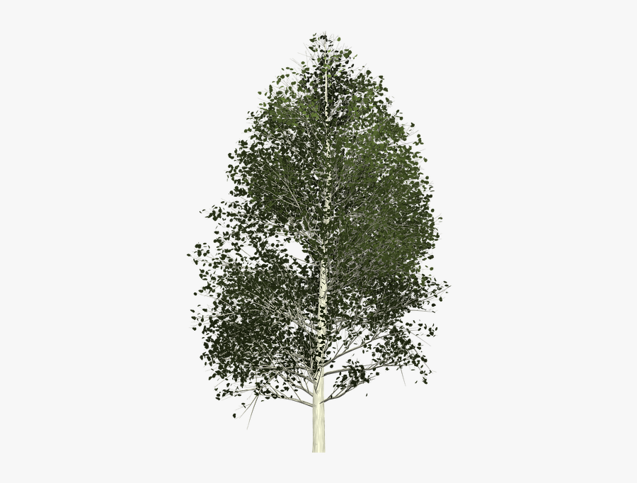 Aspen, Tree, Painted Tree, Nature, Green - Aspen Tree Transparent Background, Transparent Clipart