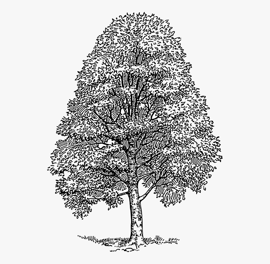 Beech Tree - Beech Tree Clip Art, Transparent Clipart