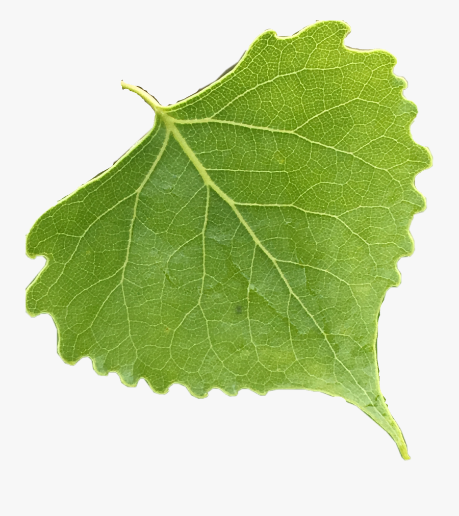 #leaf #leafs #green #tree #freetoedit - Vitis, Transparent Clipart