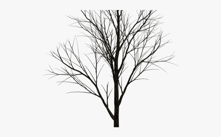 Black Tree White Background, Transparent Clipart