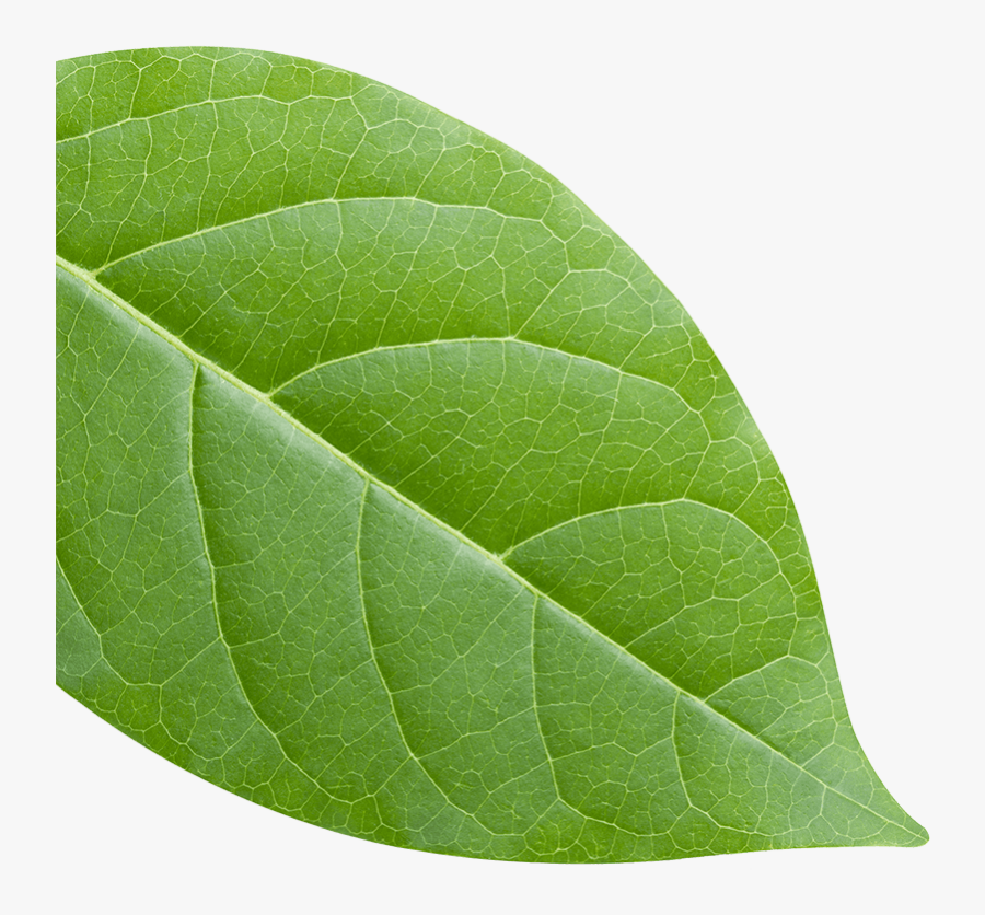 American Aspen , Png Download - American Aspen, Transparent Clipart