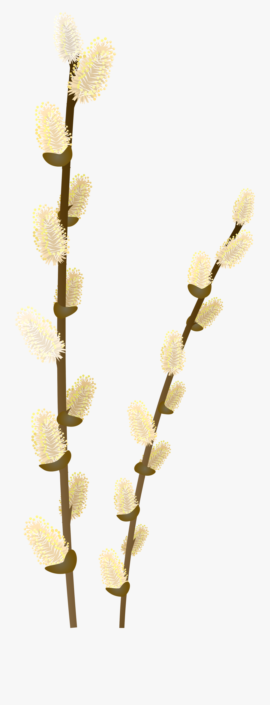 Pussy Willow Branch Clip Art , Png Download - Floral Design, Transparent Clipart