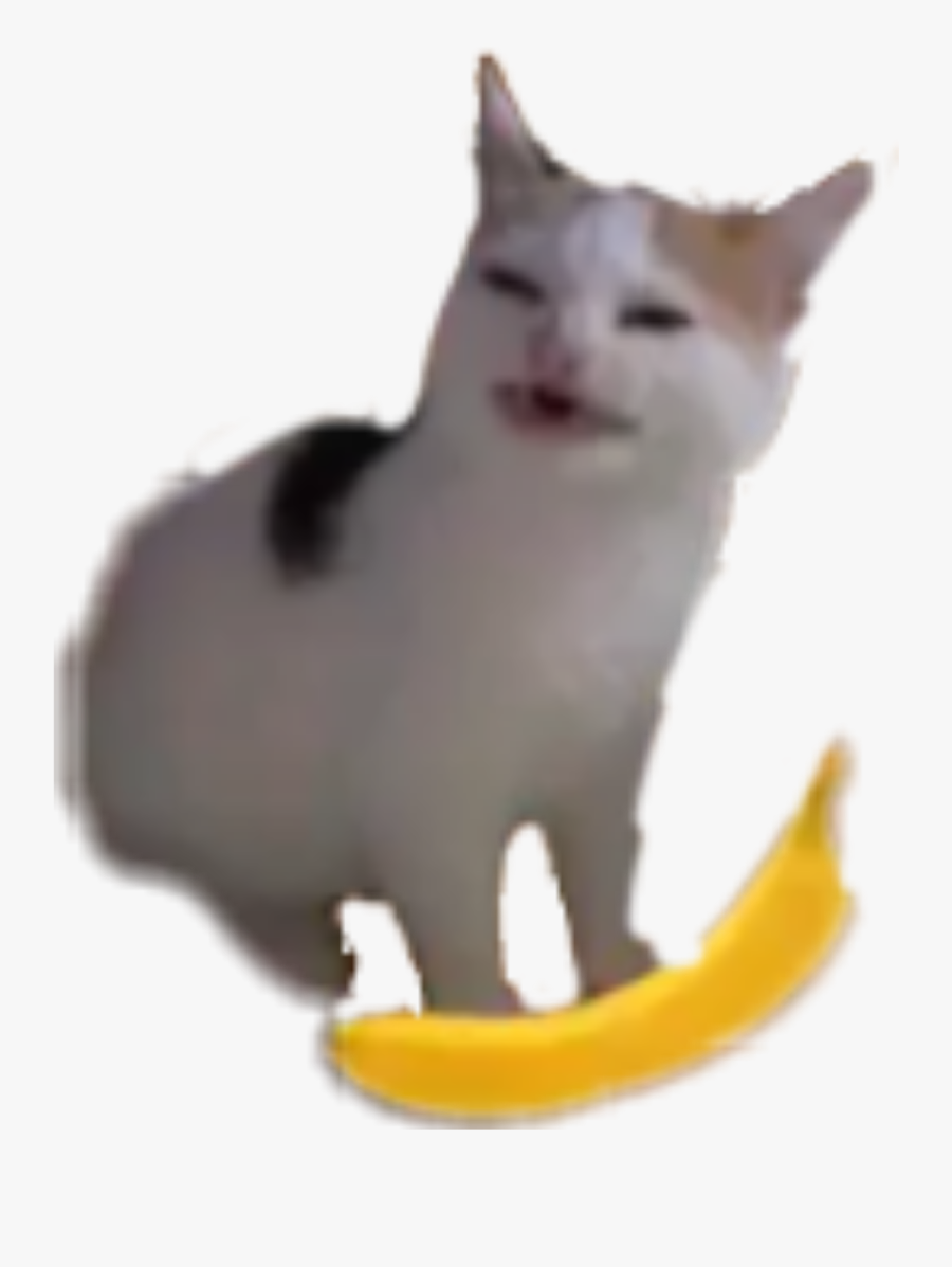 angry cat banana