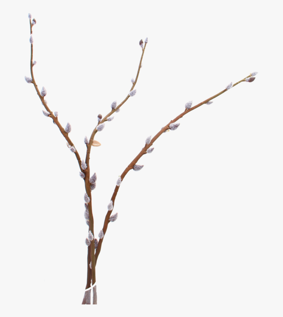 Pussy Willow - Pussy Willow Png, Transparent Clipart