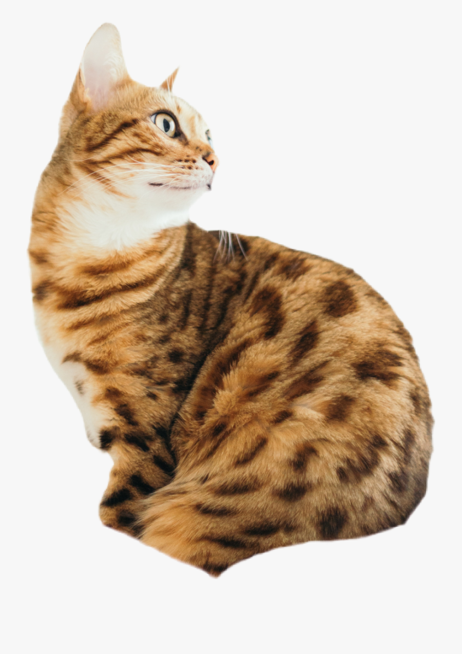 #cat #pussy #pussycat #meow #garfield - Ginger Cat Wallpaper Iphone, Transparent Clipart