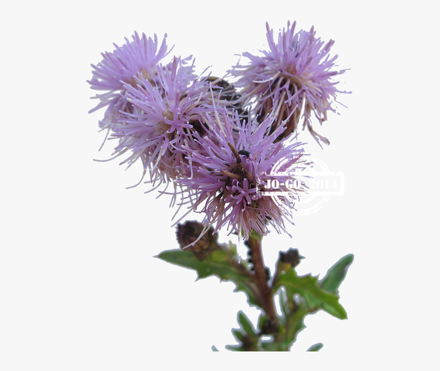 Clip Art La Leche De Cardo - Distaff Thistles, Transparent Clipart