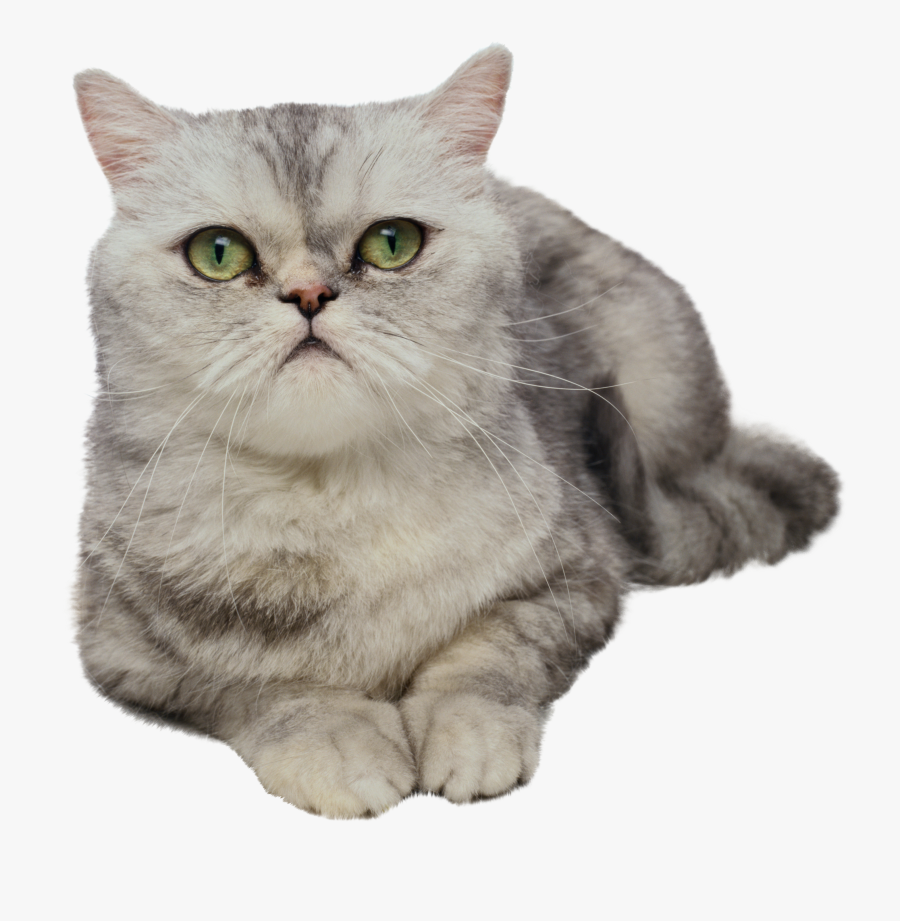 Cat Png - Animals With Transparent Background, Transparent Clipart
