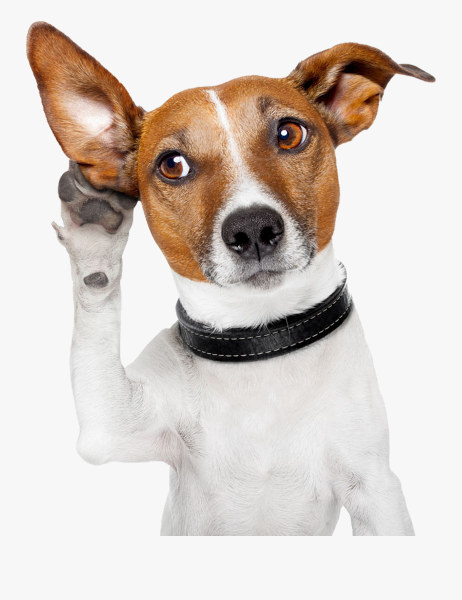 Transparent Dog Collar Clipart - You Listening, Transparent Clipart
