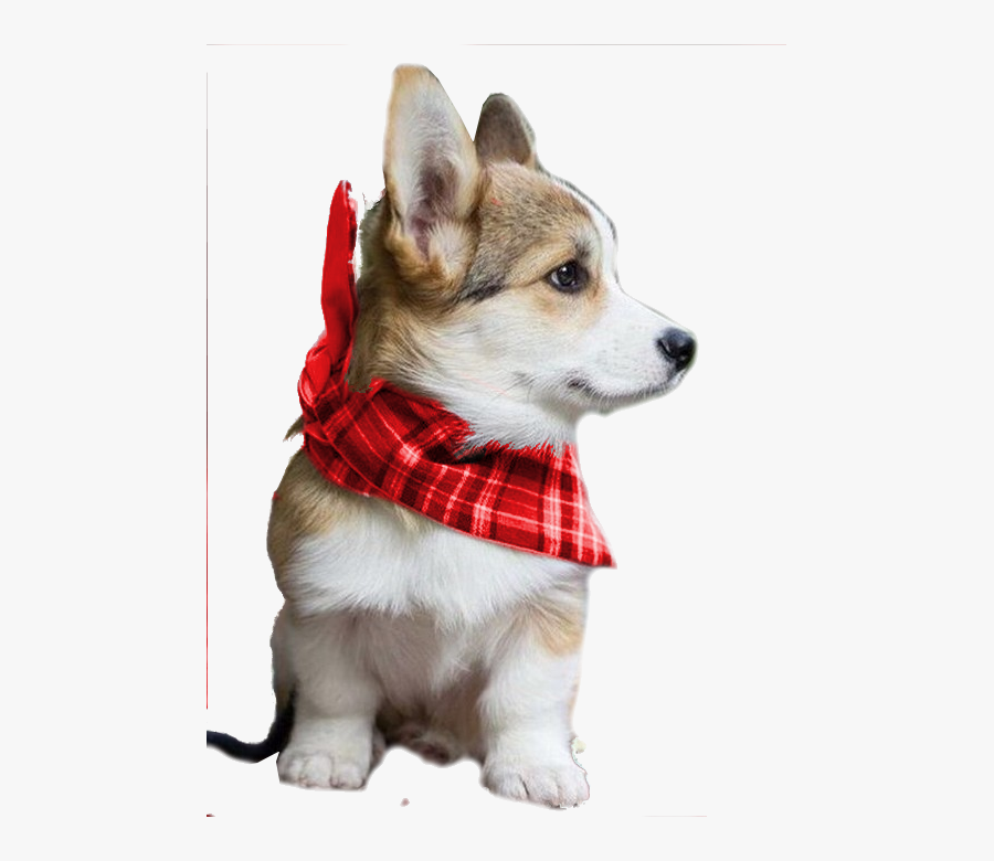 Corgi Puppy With Bandana, Transparent Clipart