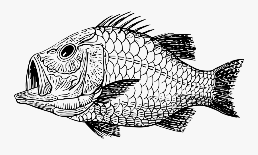 Transparent Extinct Clipart - Fish Scale Clipart Black And White, Transparent Clipart