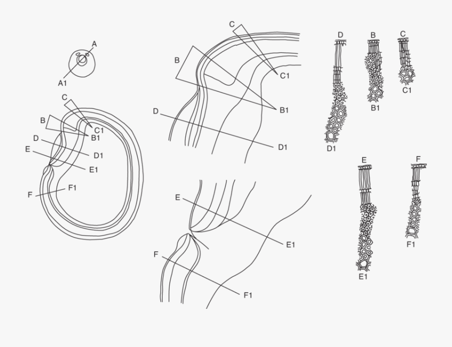 Transparent Seeds Clipart Black And White - Technical Drawing, Transparent Clipart