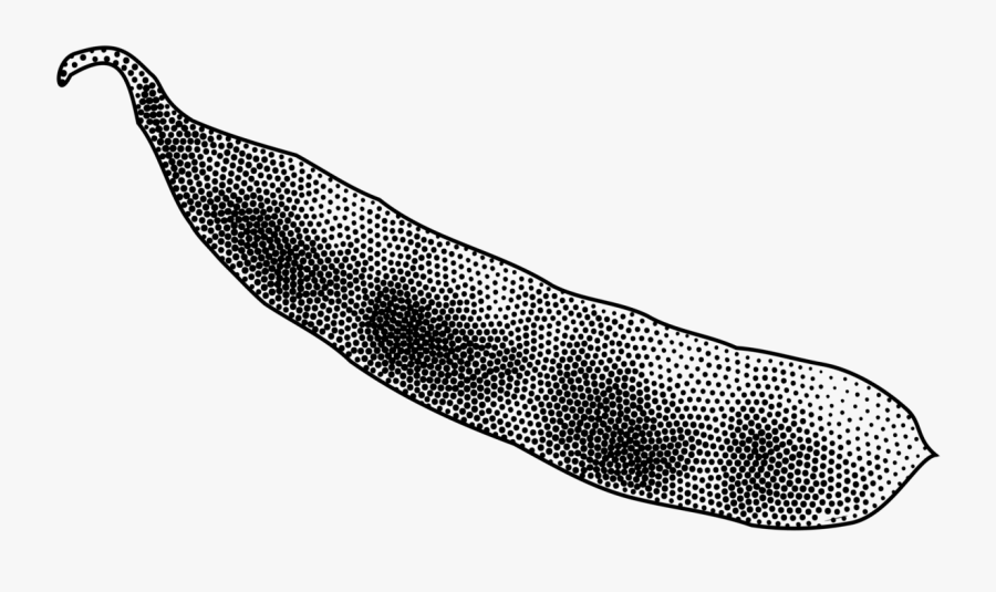 Bean, Pod, Seed Pod, Soybean, Stipple - Seed Pod Clipart, Transparent Clipart