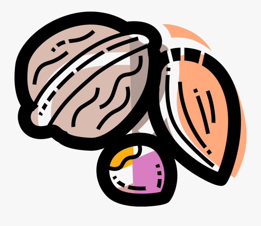 Nuts Vector Seed, Transparent Clipart