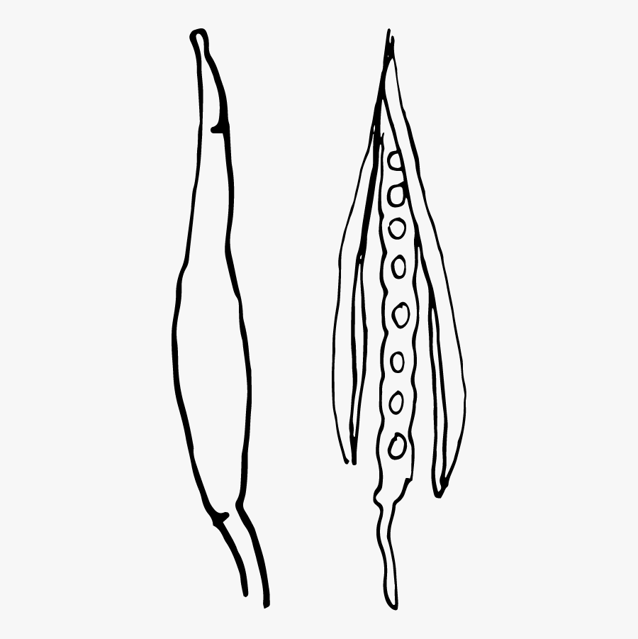 Clip Art, Transparent Clipart