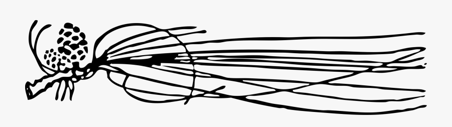 Pinecone Clipart Eastern White Pine - Pine Cone Png Black And White, Transparent Clipart