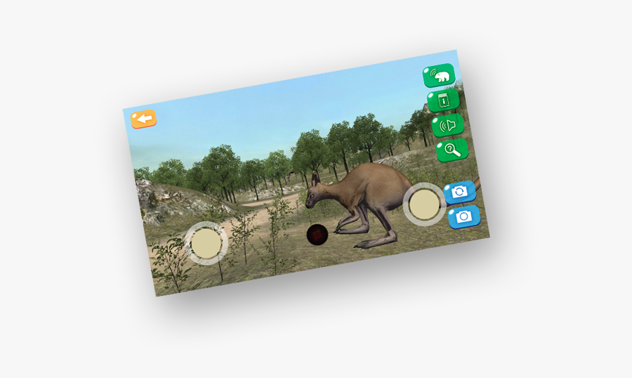 Kangaroo, Transparent Clipart