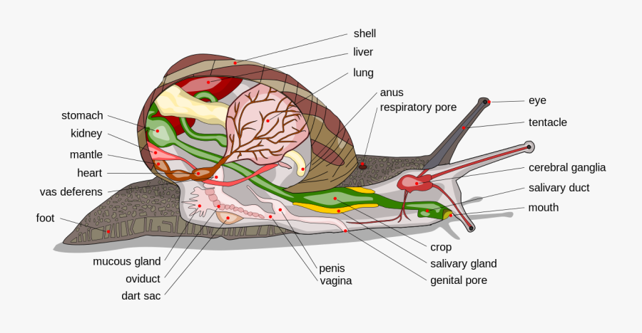 Snail Diagram-en Edit1 - Gastropod Anatomy, Transparent Clipart