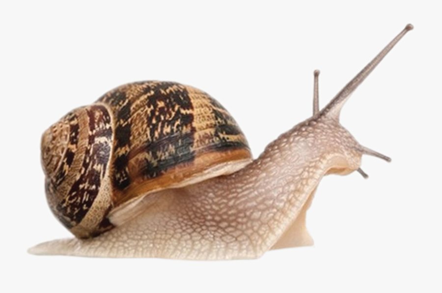 Giant African Snail Achatina Achatina Gastropods Cornu - Snail Png, Transparent Clipart