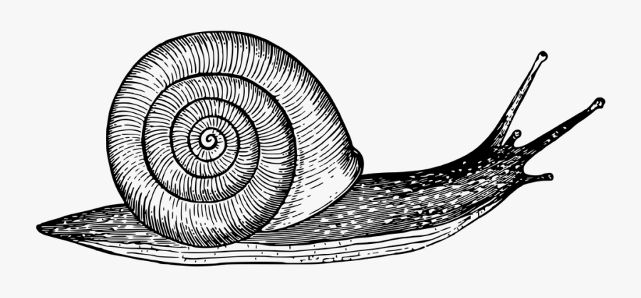 Snail Clipart Black And White, Transparent Clipart