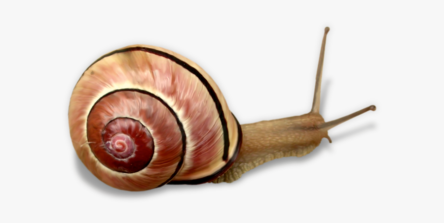 Snail Clip Art - 蝸牛 素材, Transparent Clipart