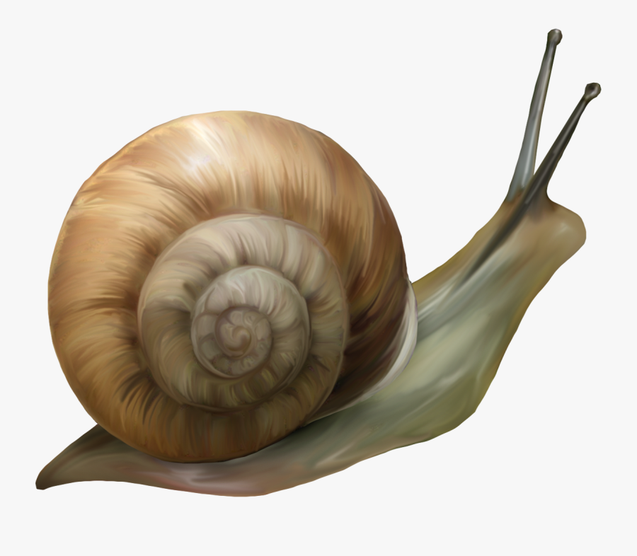 Snails Clipart, Transparent Clipart