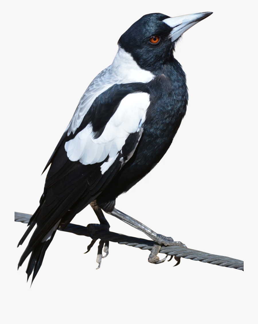 Magpie Bird Png Image - Magpie Png, Transparent Clipart