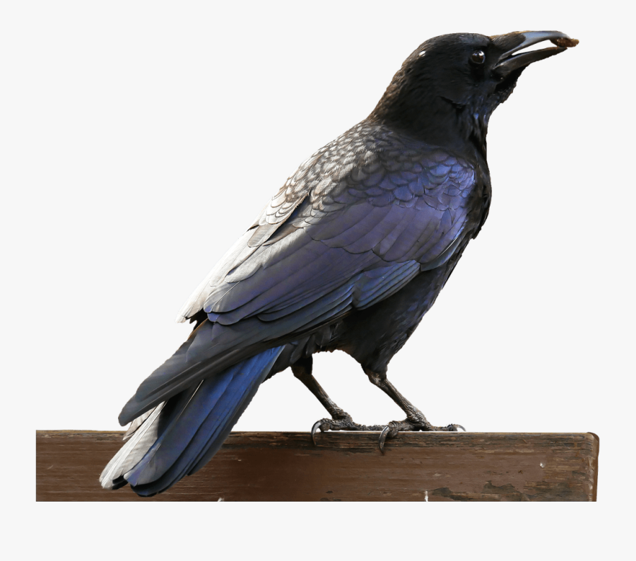 Magpie - Magpie Transparent , Free Transparent Clipart - ClipartKey