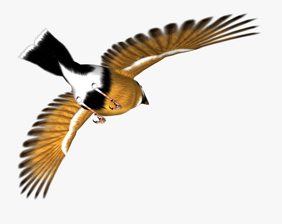 Transparent Songbird Clipart - High Resolution Birds In Flight Png, Transparent Clipart