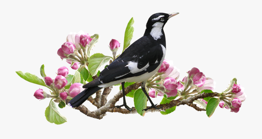Murray Magpie Bird Apple Blossom Spring Peewee - Flower Trees Png, Transparent Clipart