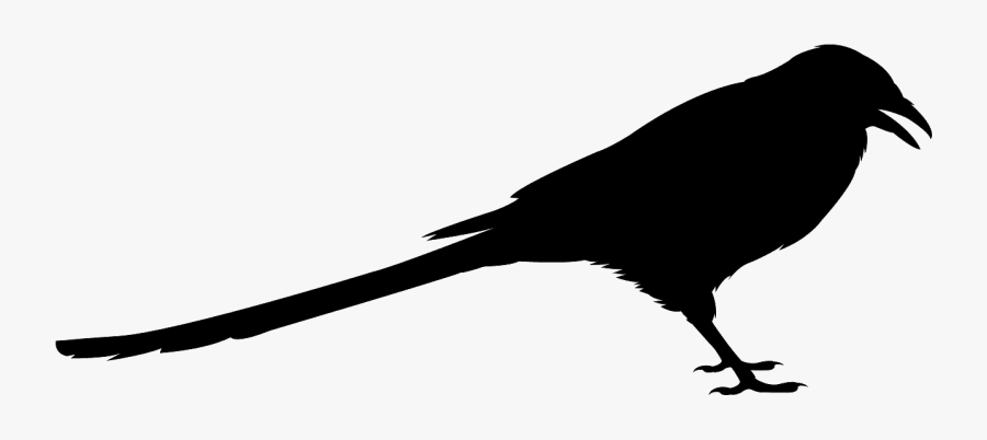 Perching Bird, Transparent Clipart