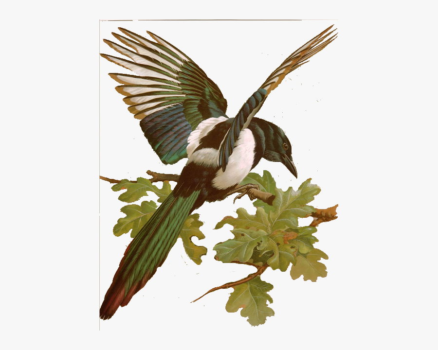 Basil Ede, Transparent Clipart