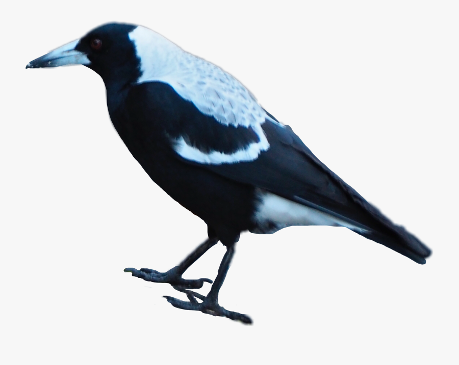 #magpie #bird #maggie #australian #australia #collingwood - Magpie, Transparent Clipart