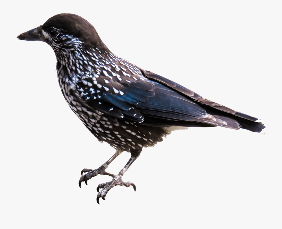 Starling - Starling Png, Transparent Clipart