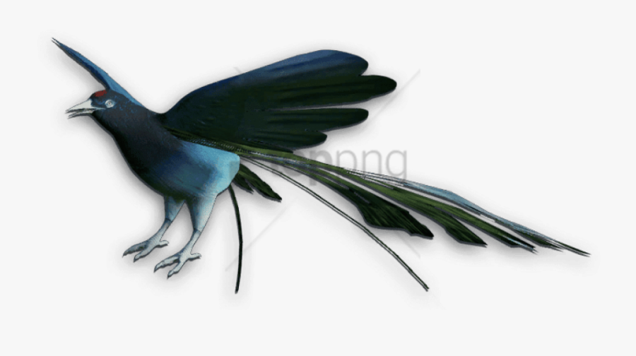 Magpie - Bird Of Paradise Bird Png, Transparent Clipart