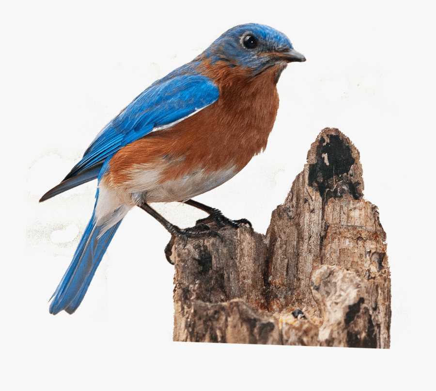 Finch On Broken Treetrunk - Bluebird Png, Transparent Clipart