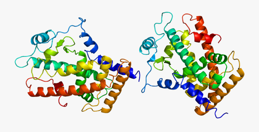 Own Work, Cc By-sa - Ppar Beta, Transparent Clipart